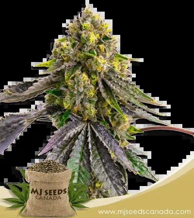Afghan Strain Autoflowering Marijuana Seeds