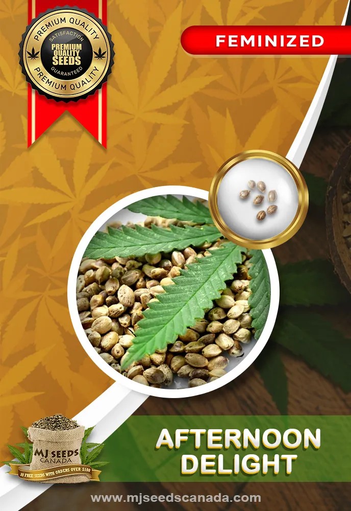 Afternoon Delight Strain Feminized Marijuana Seeds