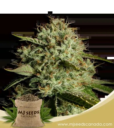 Agent Orange Strain Regular Marijuana Seeds