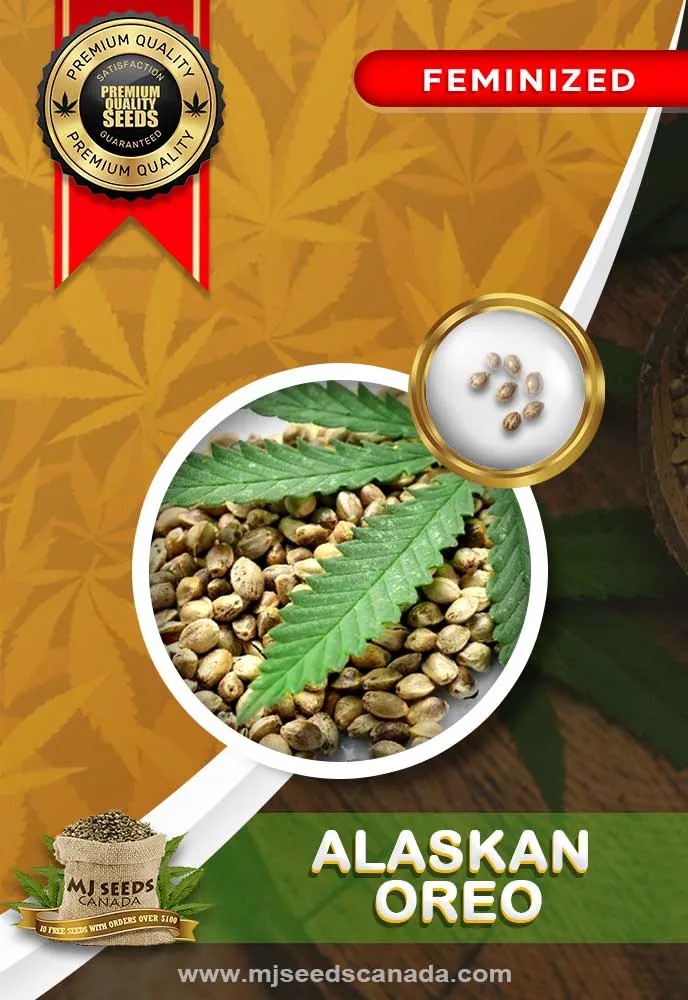 Alaskan Oreo Strain Feminized Marijuana Seeds