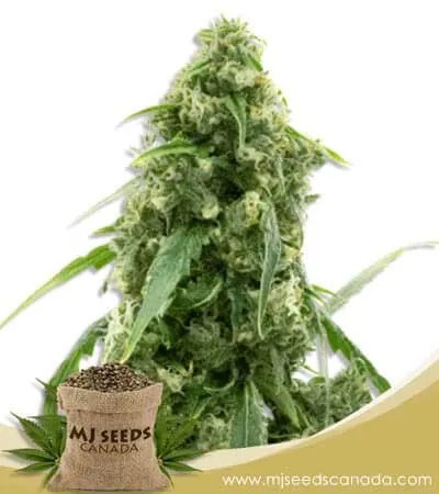 Alien Gorilla Glue Strain Feminized Marijuana Seeds