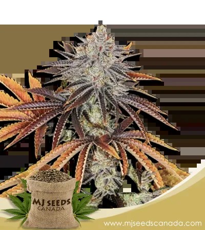 Alien Technology Strain Regular Marijuana Seeds