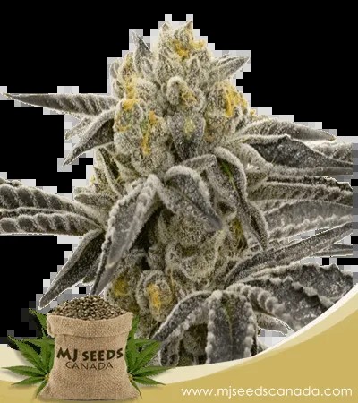 Amnesia Blue Head Band Strain Feminized Marijuana Seeds