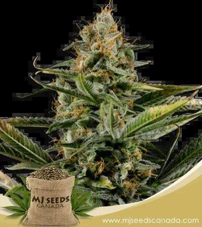 Amnesia Kush Autoflowering Marijuana Seeds