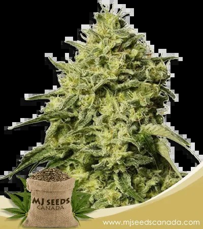 Amnesia Strain Autoflowering Marijuana Seeds