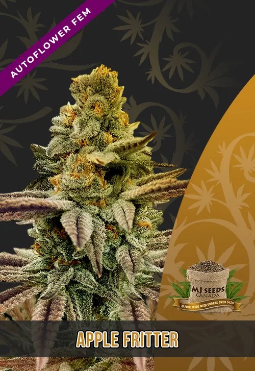 Apple Fritter Strain Autoflowering Feminized Marijuana Seeds
