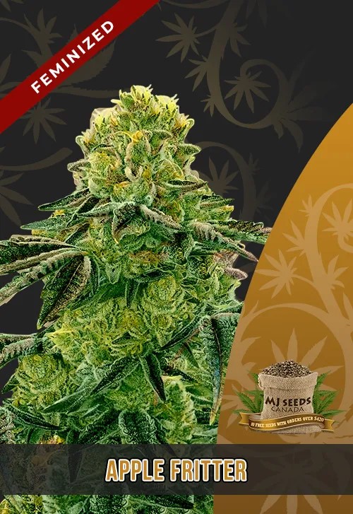 Apple Fritter Strain Feminized Marijuana Seeds