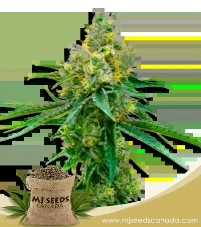 Auto CBD Harlequin Strain Marijuana Seeds