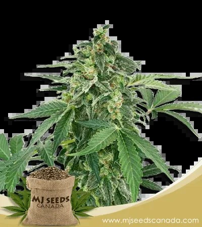 Auto CBD Haze (1:1) Feminized Marijuana Seeds