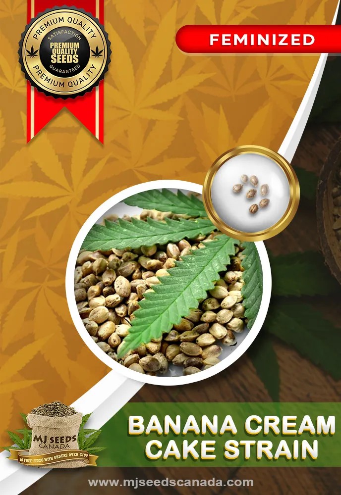 Banana Cream Cake Strain Feminized Marijuana Seeds