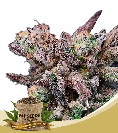 Banana Cream Sundae Strain Feminized Marijuana Seeds