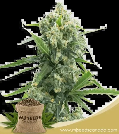Banana Kush Autoflowering Marijuana Seeds