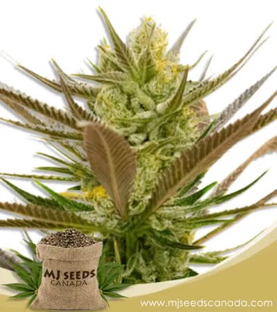 Banana Punch Strain Feminized Marijuana Seeds
