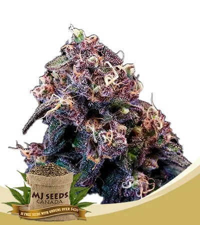 Berry Pie Strain Fast Version Feminized Marijuana Seeds