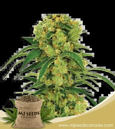 Big Bud Strain Feminized Fast Version Marijuana Seeds