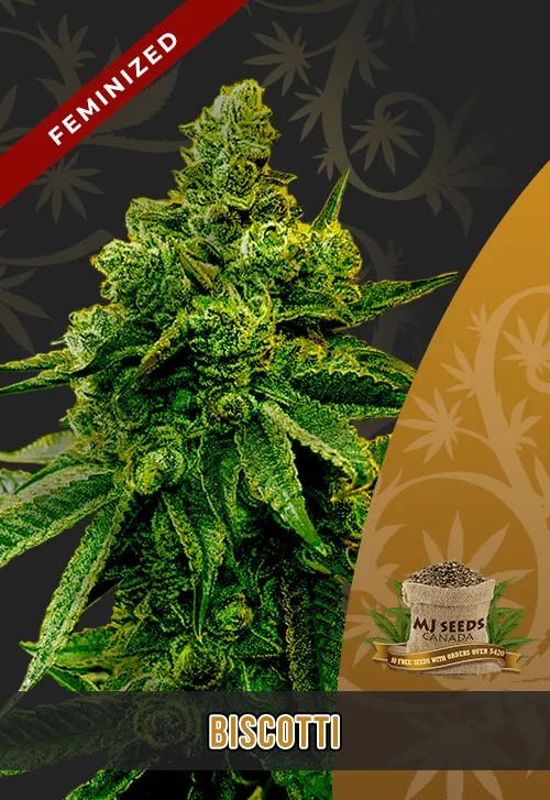 Biscotti Strain Feminized Marijuana Seeds