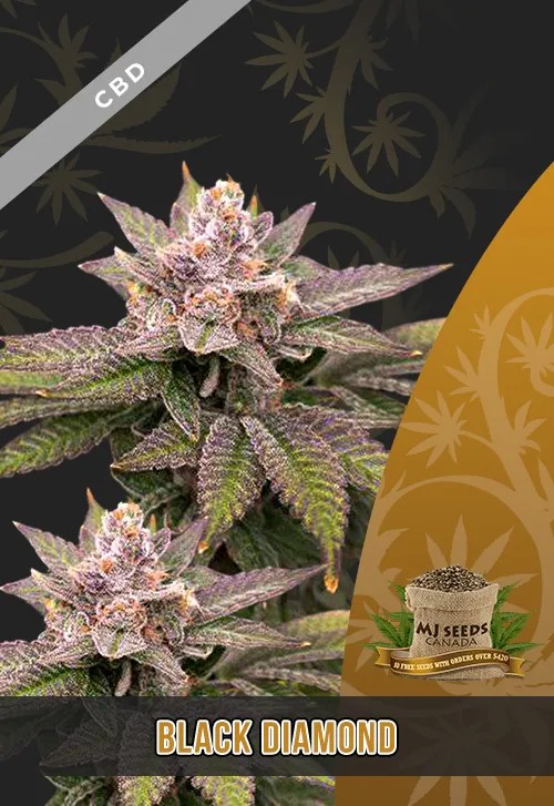 Black Diamond Strain CBD Marijuana Seeds