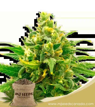 Black Domina Strain Feminized Marijuana Seeds