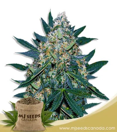 Black Indica Strain Feminized Marijuana Seeds