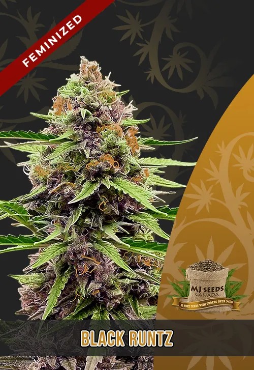Black Runtz Strain Feminized Marijuana Seeds