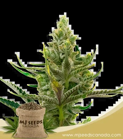 Black Widow Strain Feminized Marijuana Seeds
