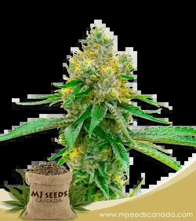 Blackberry Kush Feminized Marijuana Seeds