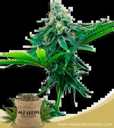 Blue Amnesia Strain Autoflowering Marijuana Seeds