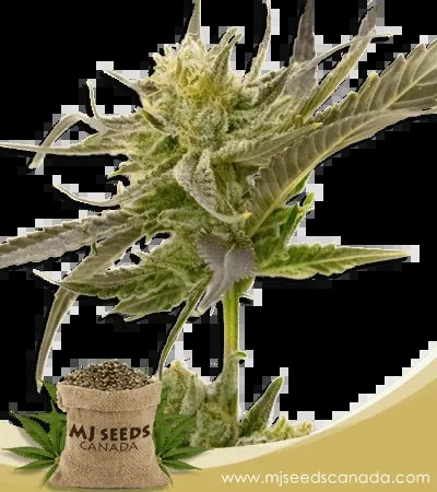 Blue Fruit Strain Autoflowering Marijuana Seeds