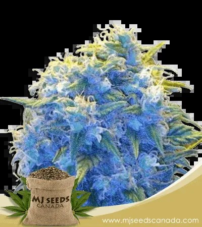Blue Haze Feminized Marijuana Seeds