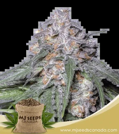 Blue Headband Strain Feminized Marijuana Seeds