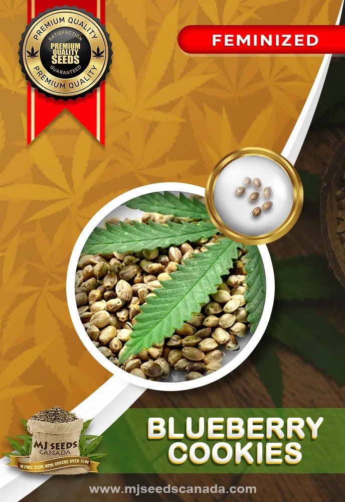 Blueberry Cookies Strain Feminized Marijuana Seeds