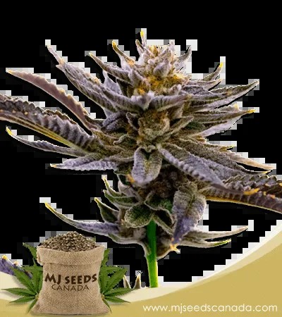 Blueberry Strain Autoflowering Marijuana Seeds