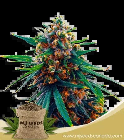 Blueberry Strain Feminized Marijuana Seeds