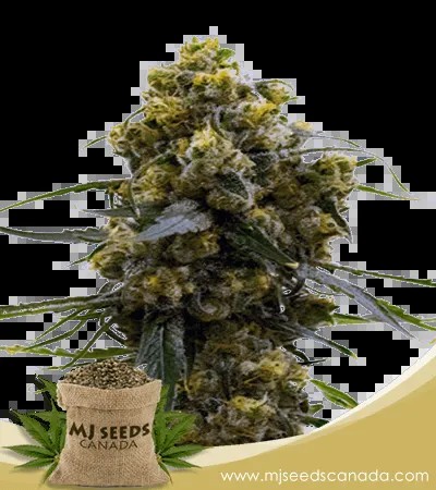 Bruce Banner Strain Feminized Marijuana Seeds