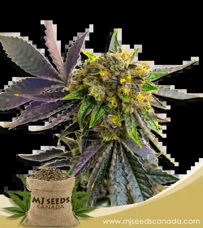 Bubba Kush Autoflower Marijuana Seeds