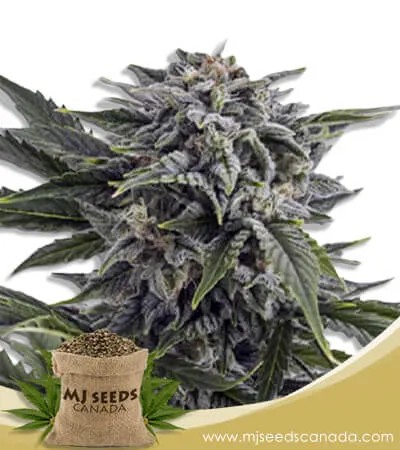 Bubba White Strain Autoflowering Marijuana Seeds