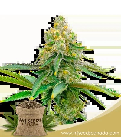 Bubblegum Haze Feminized Marijuana Seeds