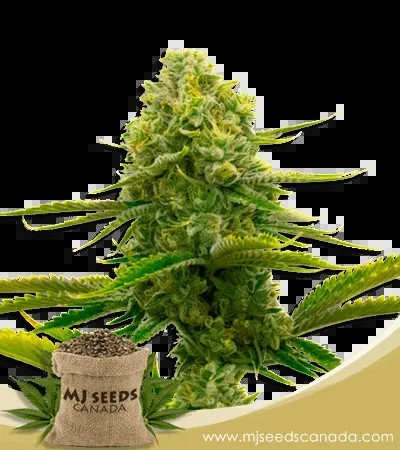 Bubblegum Strain Autoflowering Marijuana Seeds