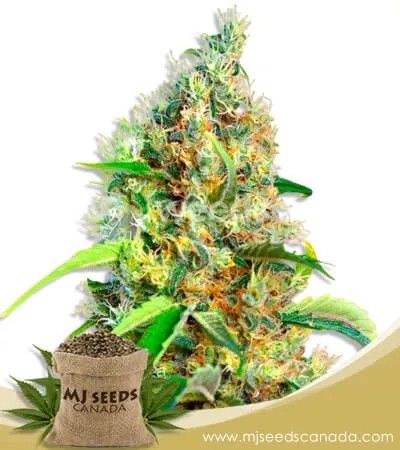Bubblegum Strain Feminized Marijuana Seeds