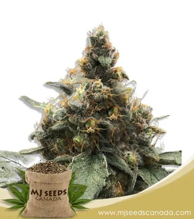 Bubblicious Feminized Marijuana Seeds