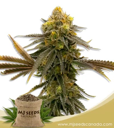 CBD ACDC Strain Marijuana Seeds