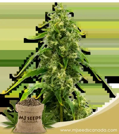 CBD Harlequin Kimbo Kush Fast Version Marijuana Seeds