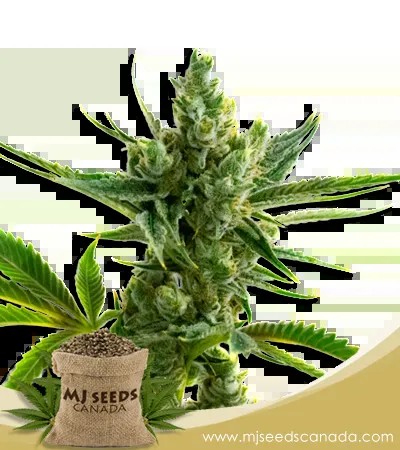 CBS Super Silver (1:1) Marijuana Seeds