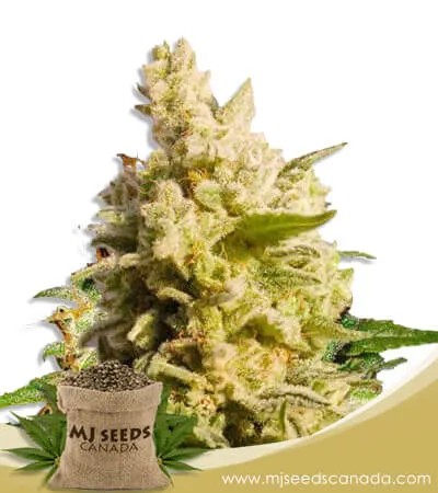 Cali Kush Feminized Marijuana Seeds