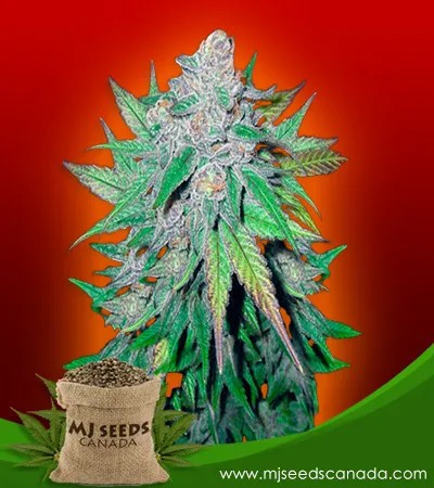 California Dream Strain Feminized Marijuana Seeds