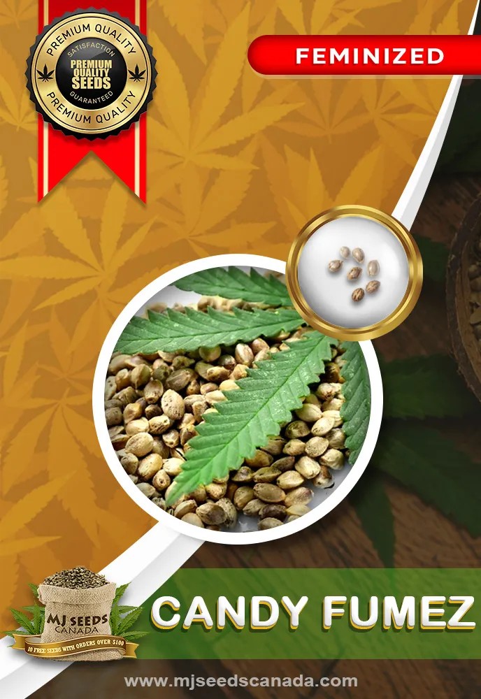 Candy Fumez Strain Feminized Marijuana Seeds