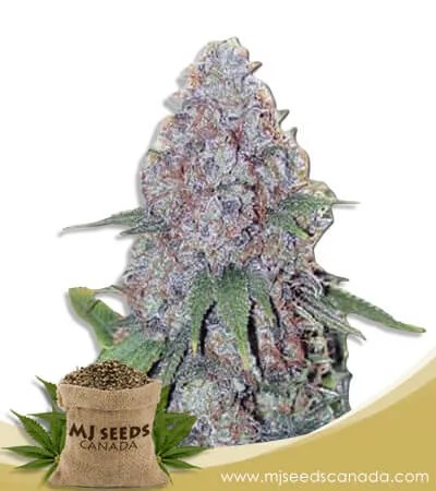 Candy Haze Feminized Marijuana Seeds