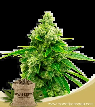Candy Kush Feminized Marijuana Seeds