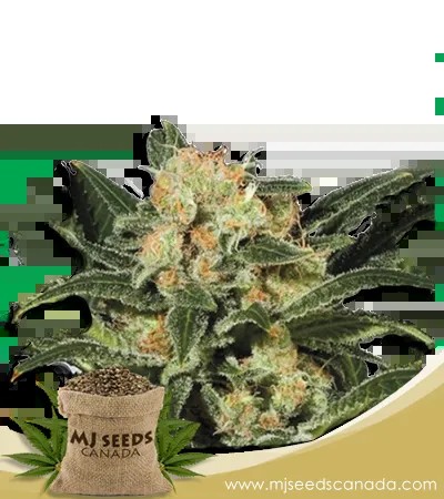 Candy Punch Strain Regular Marijuana Seeds