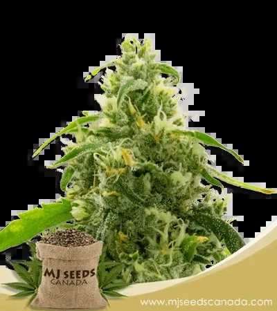 Candyland Peyote Strain Feminized Marijuana Seeds